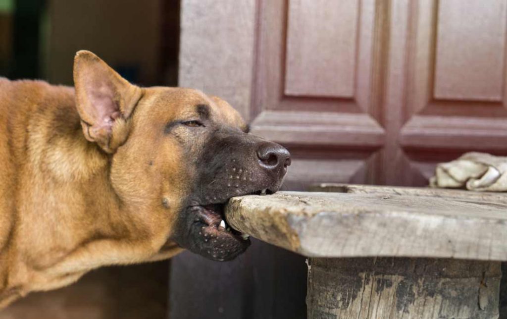 جزئیات پوشش خسارت ناشی از حیوانات خانگی در بیمه‌نامه مستاجر